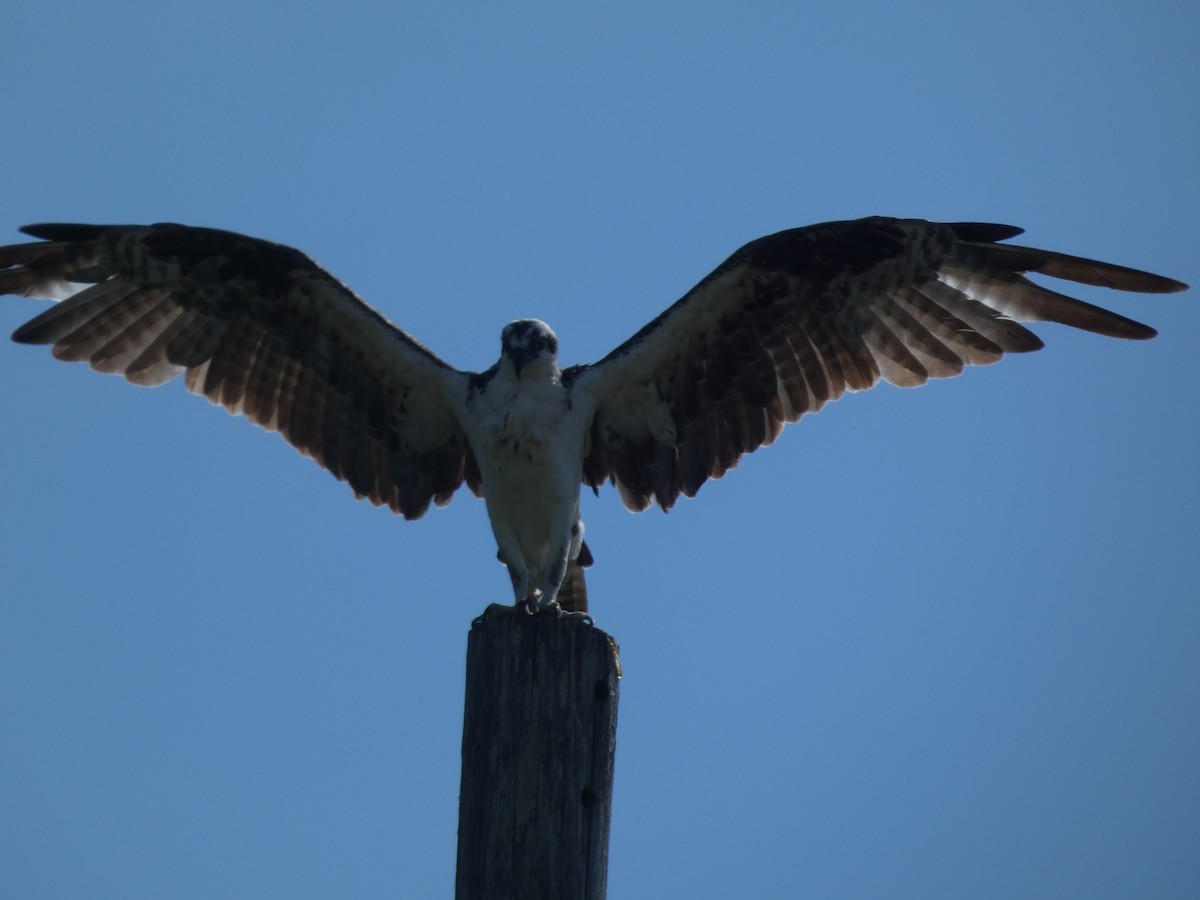 Águila Pescadora - ML642679726