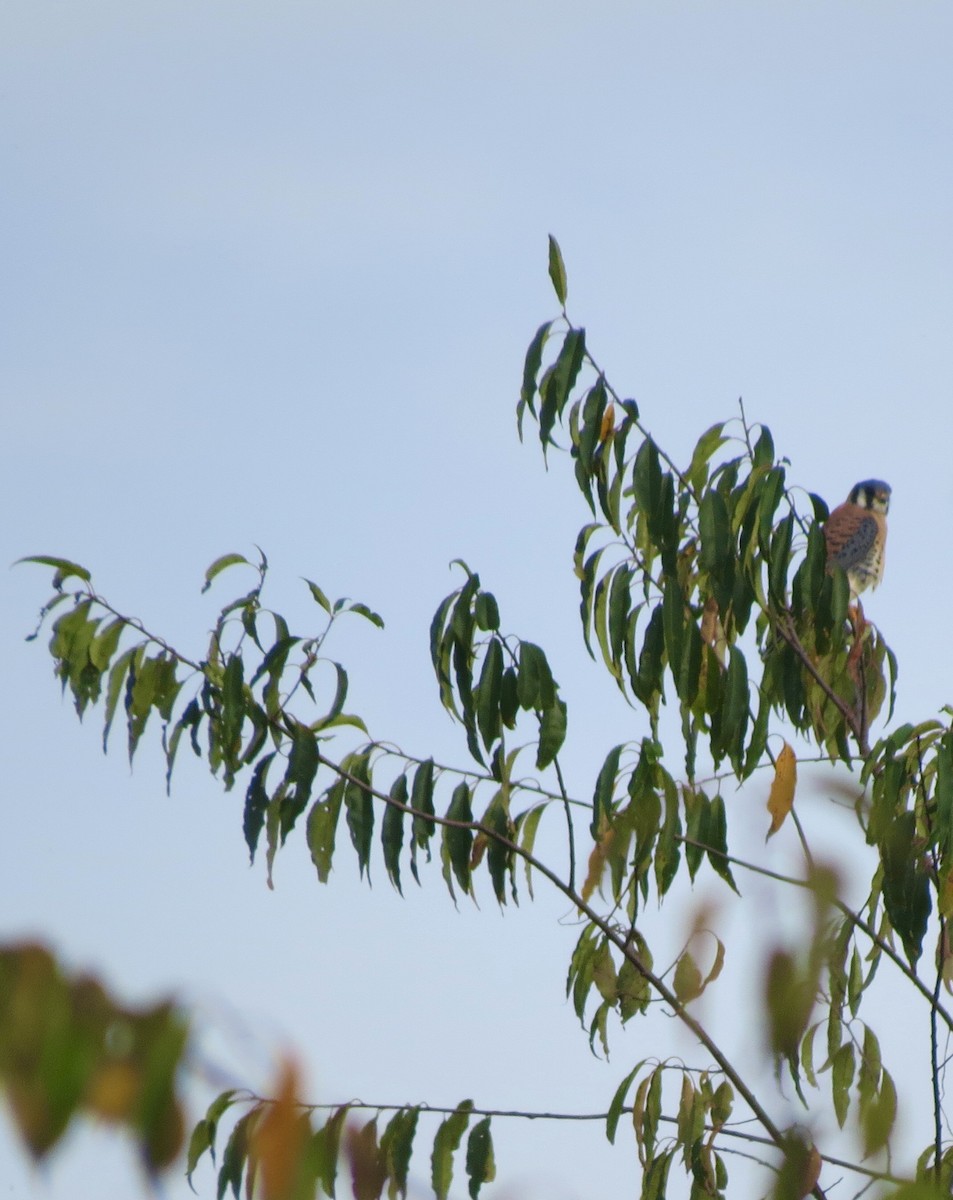 American Kestrel - ML642679727
