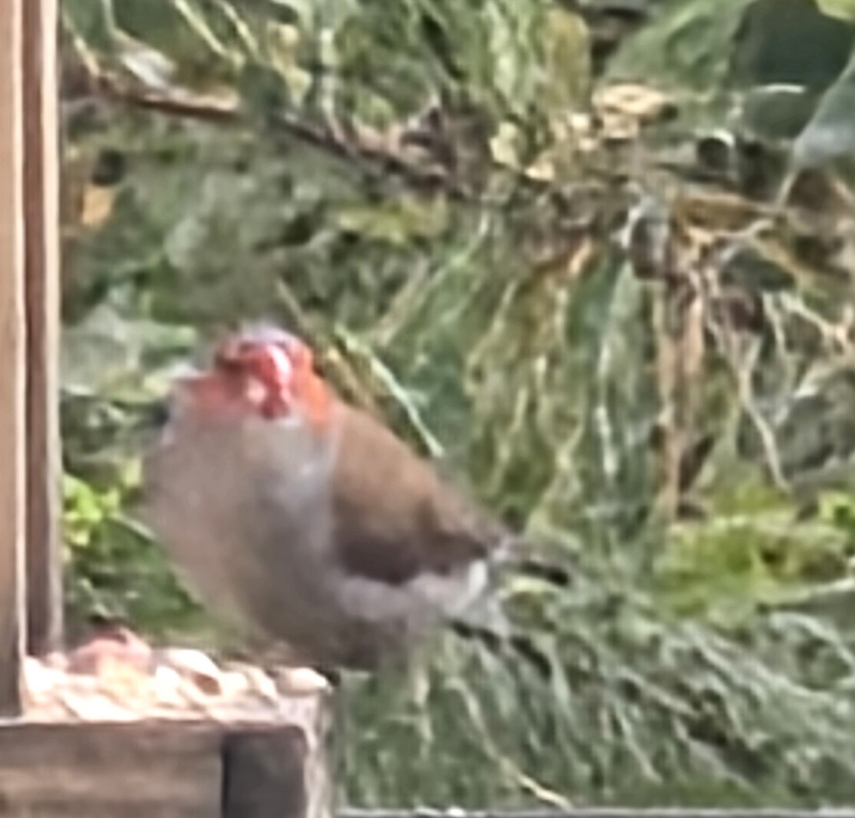 Astrild à joues orange - ML642679728