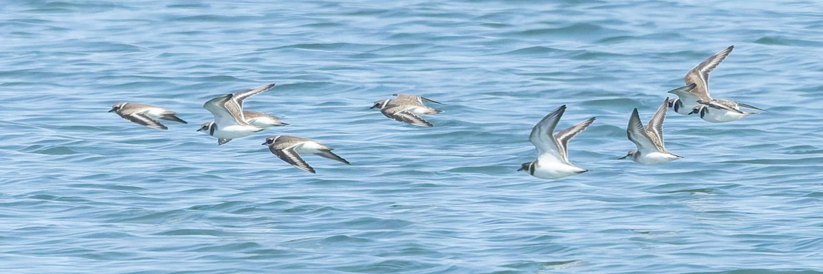 Semipalmated Plover - ML642679729