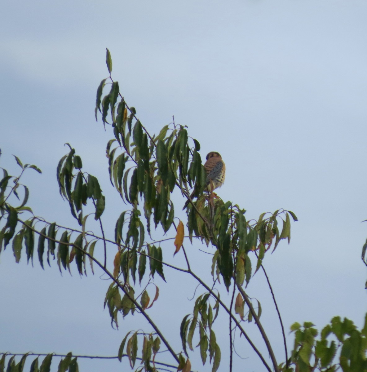 American Kestrel - ML642679730