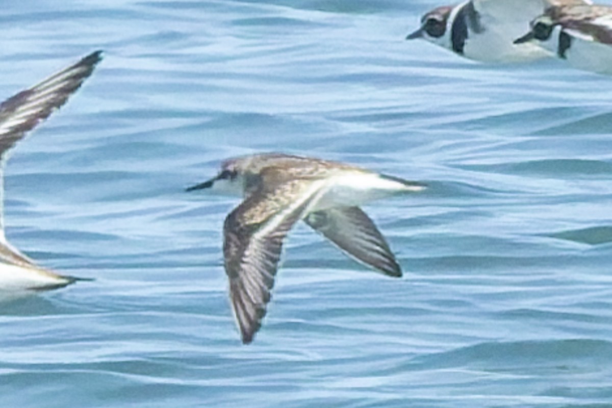 Semipalmated Sandpiper - ML642679731