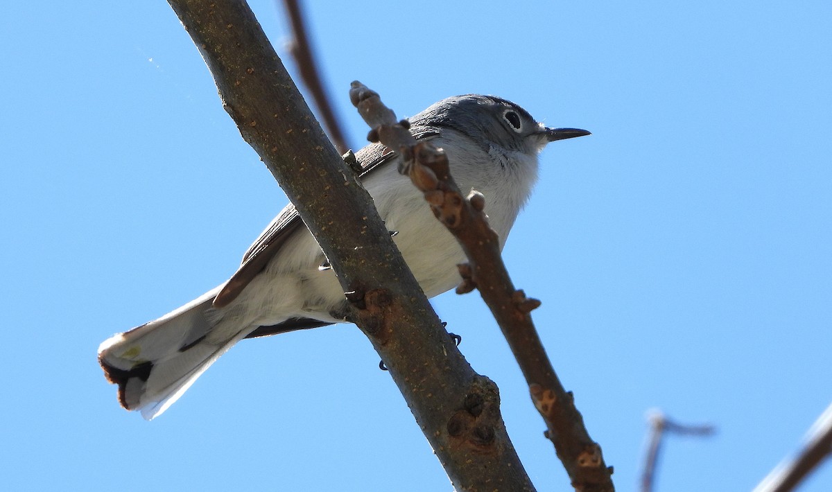 Blue-gray Gnatcatcher - ML642679737