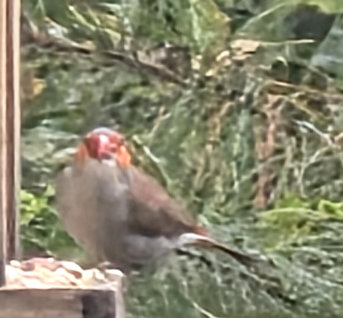 Astrild à joues orange - ML642679738