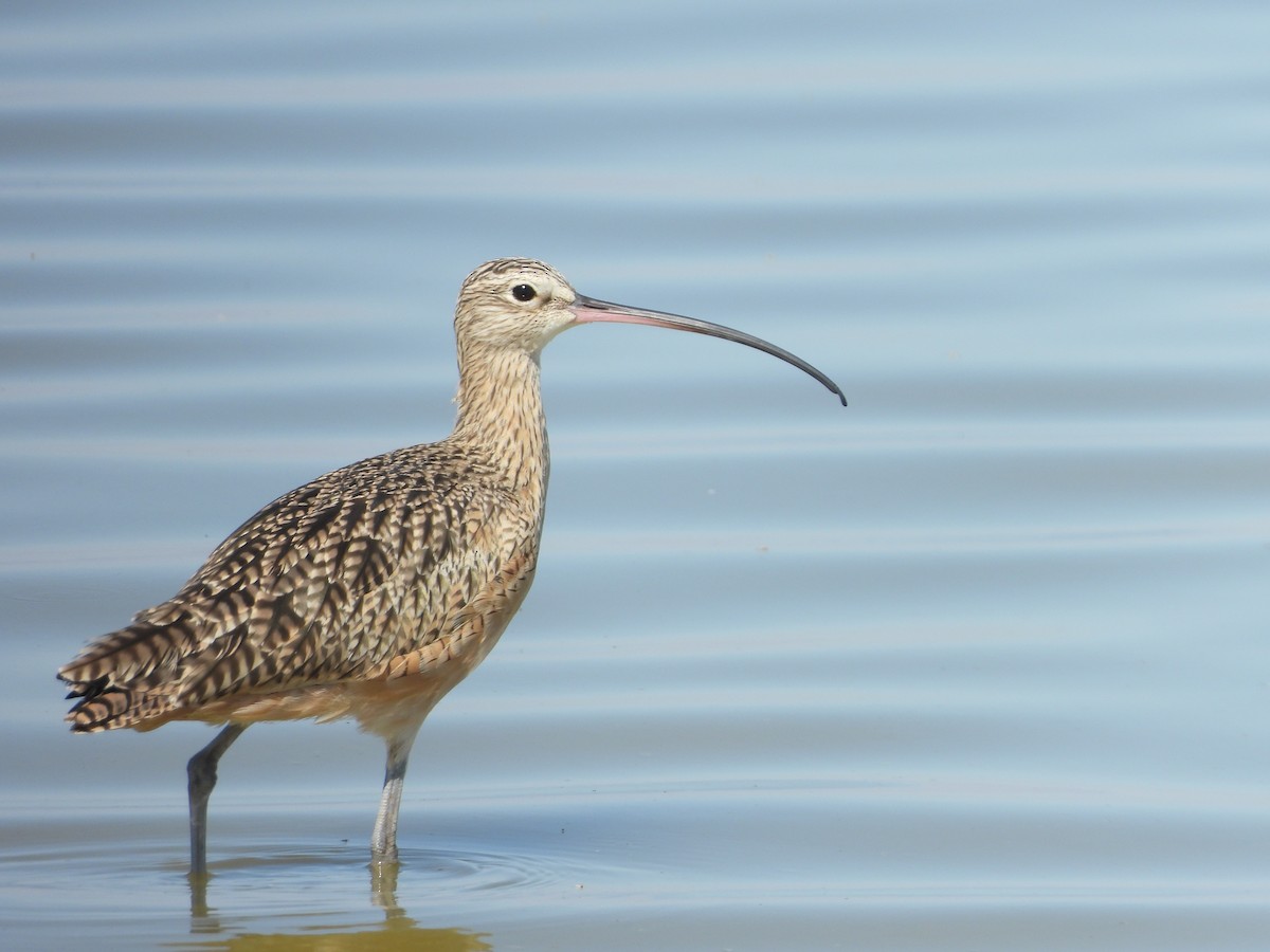 Long-billed Curlew - ML642679741