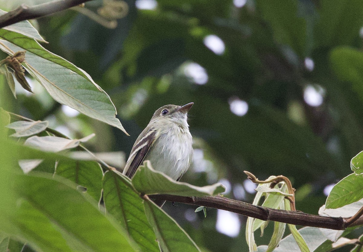 Acadian Flycatcher - ML642679747