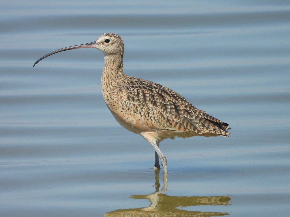 Long-billed Curlew - ML642679752