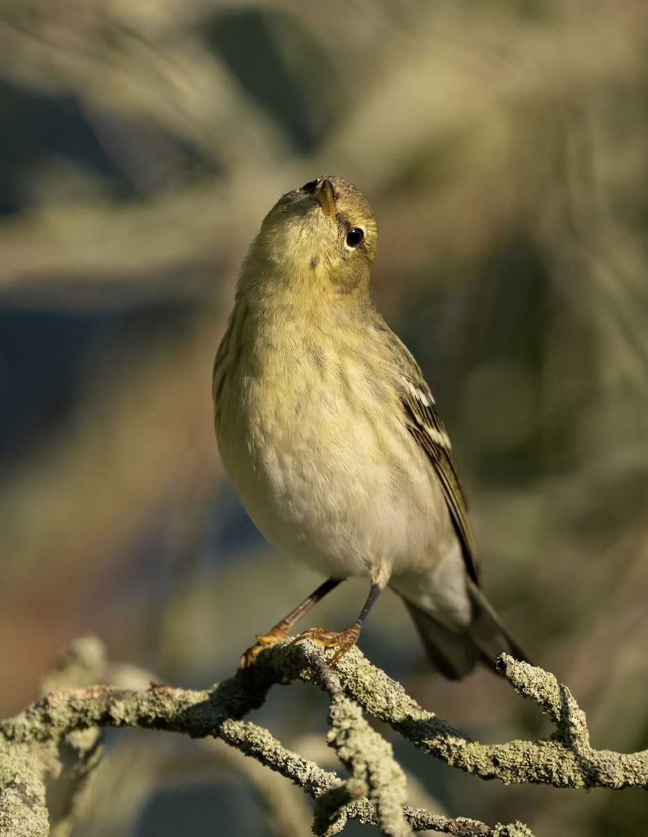 Blackpoll Warbler - ML642679758