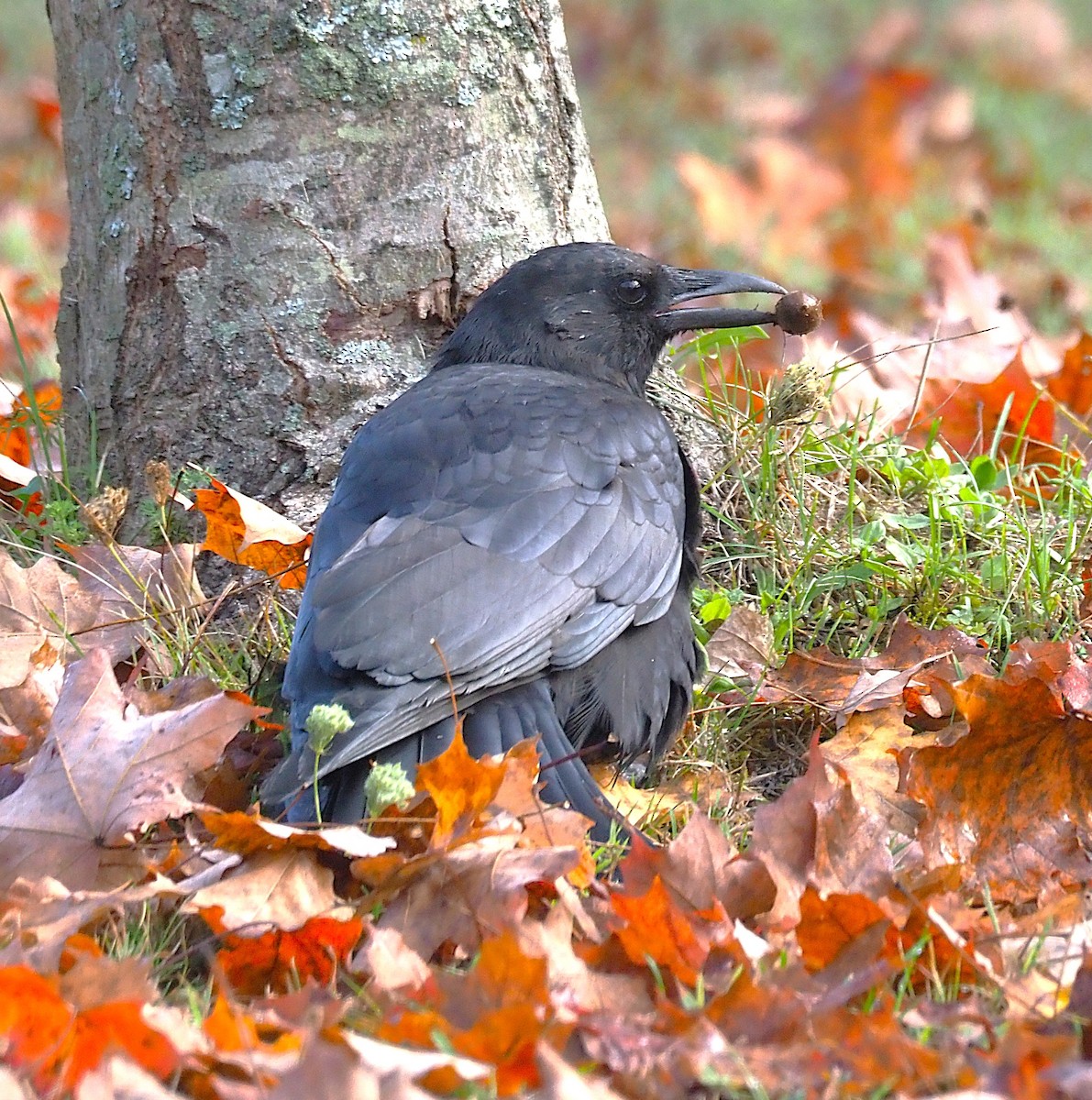 American Crow - ML642679763