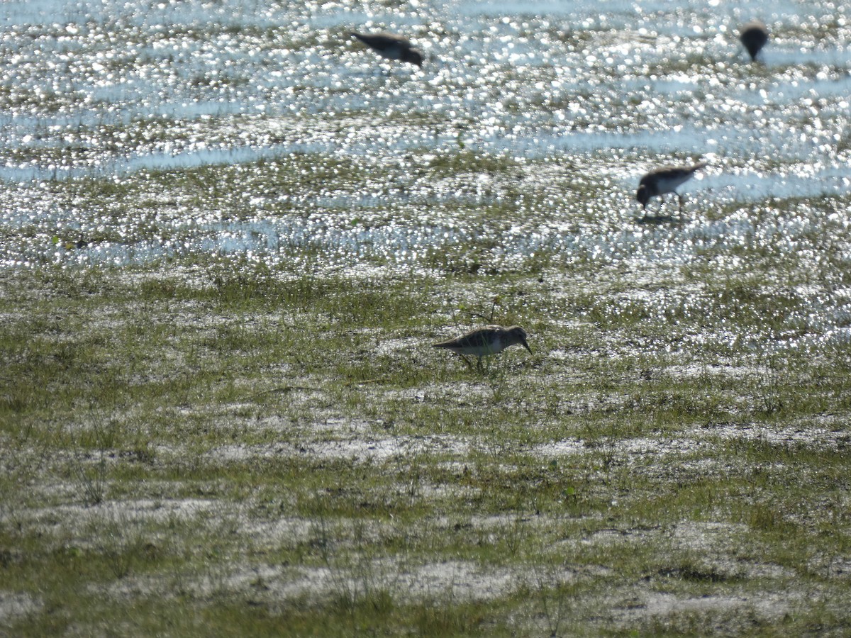 Sanderling - ML642679771