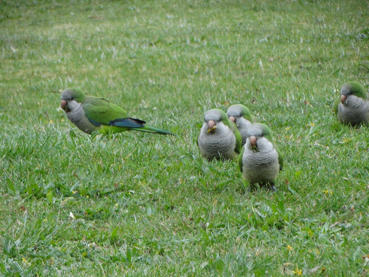 Monk Parakeet - ML642679778