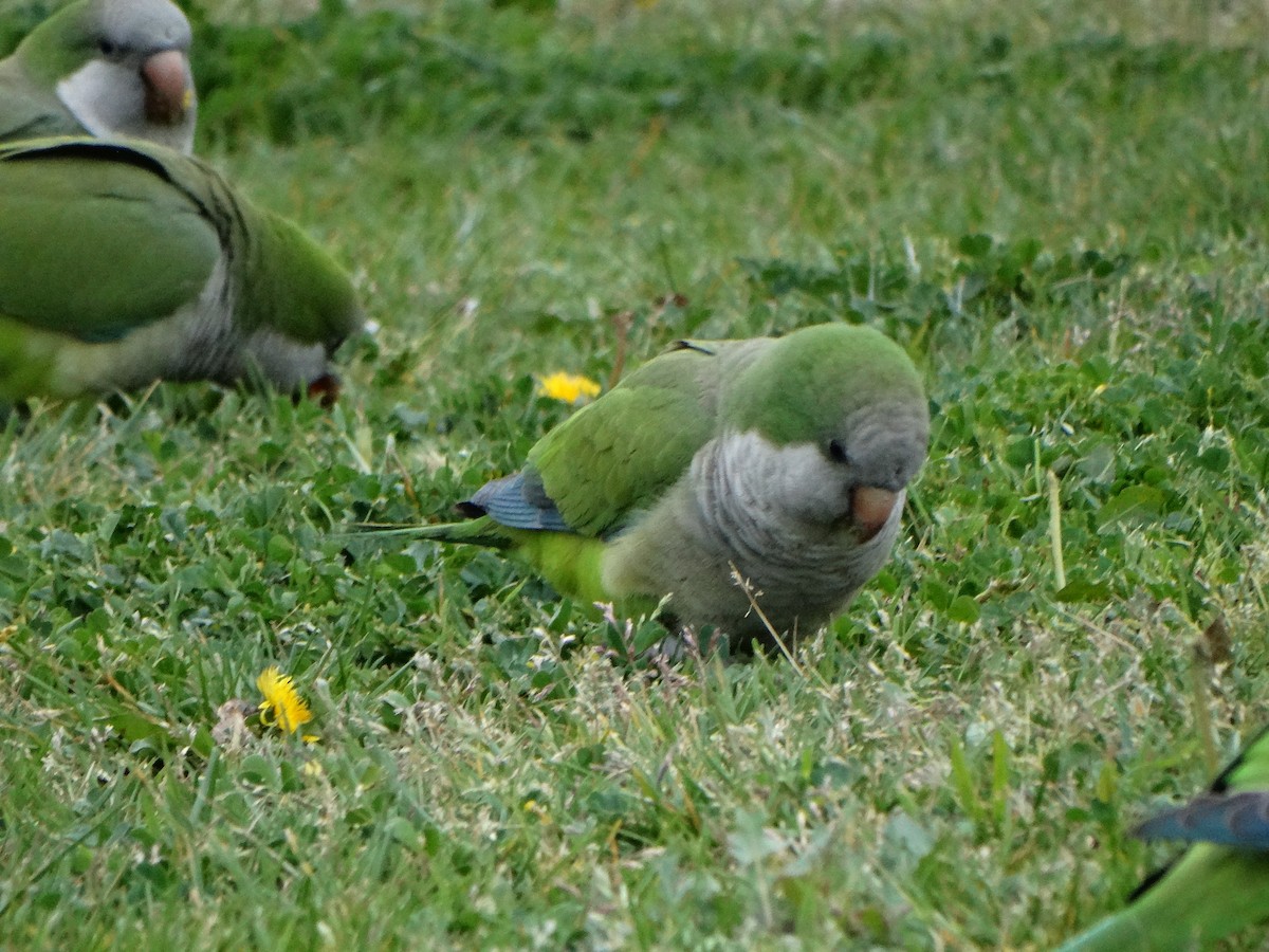 Monk Parakeet - ML642679779