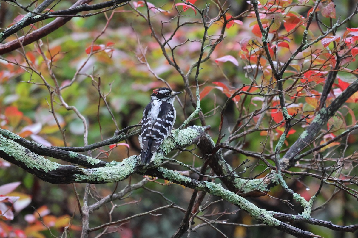 Downy Woodpecker - ML642679792