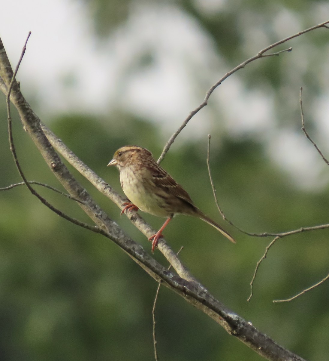 White-throated Sparrow - ML642679796