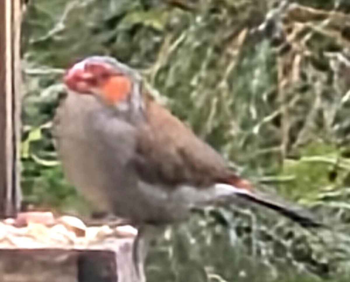 Astrild à joues orange - ML642679800