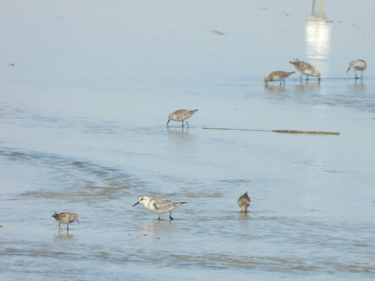 Sanderling - ML642679801