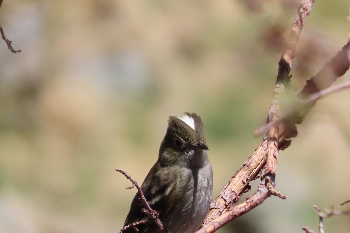 White-crested Elaenia - ML642679804
