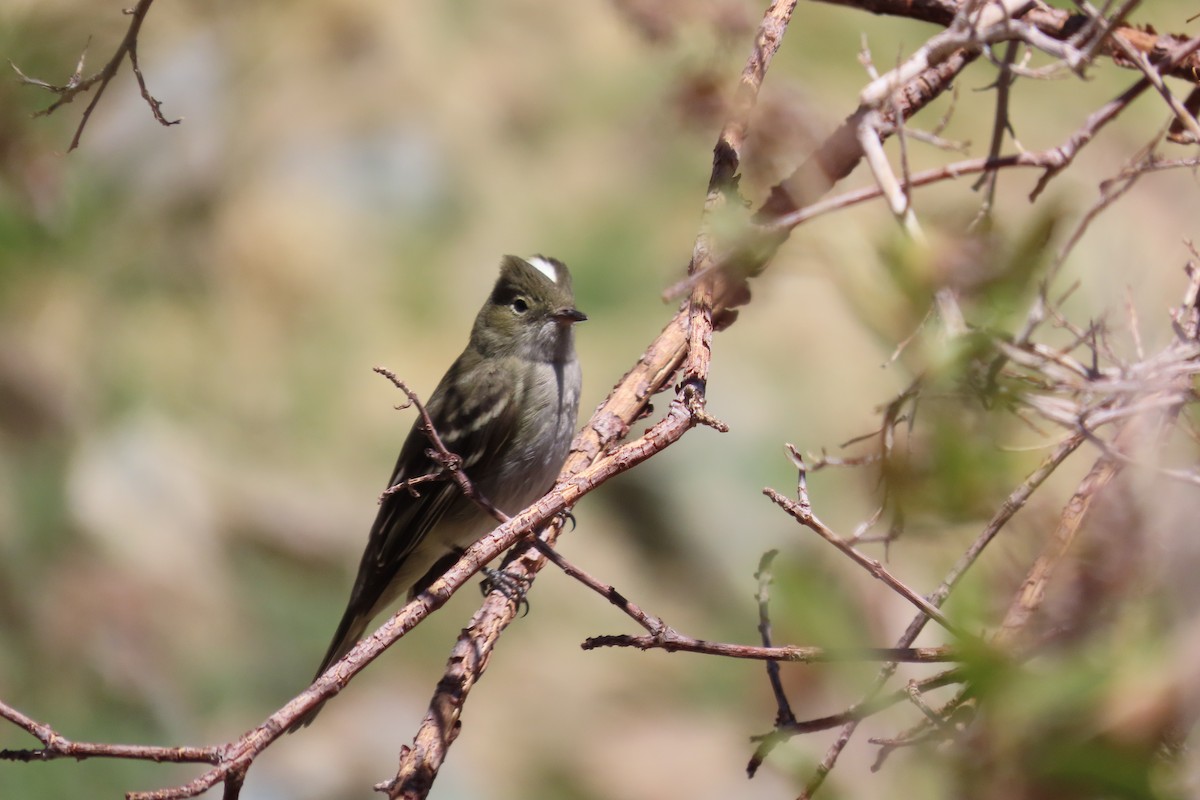 White-crested Elaenia - ML642679806