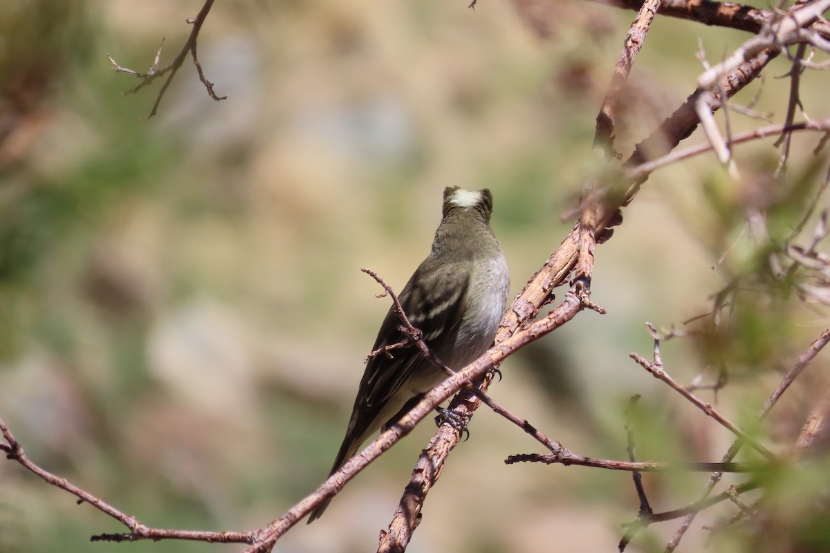 White-crested Elaenia - ML642679807