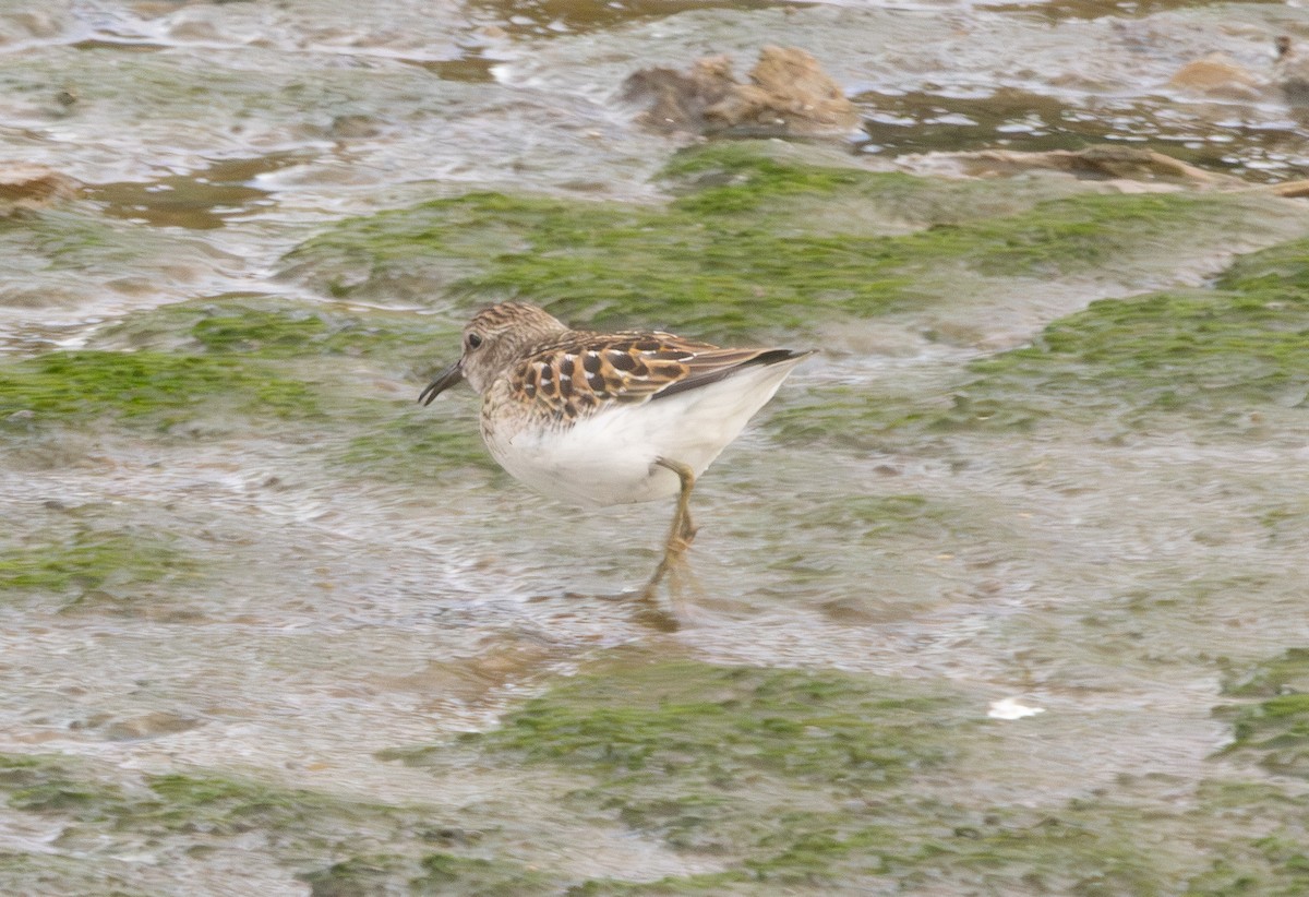 pygmésnipe - ML642679808
