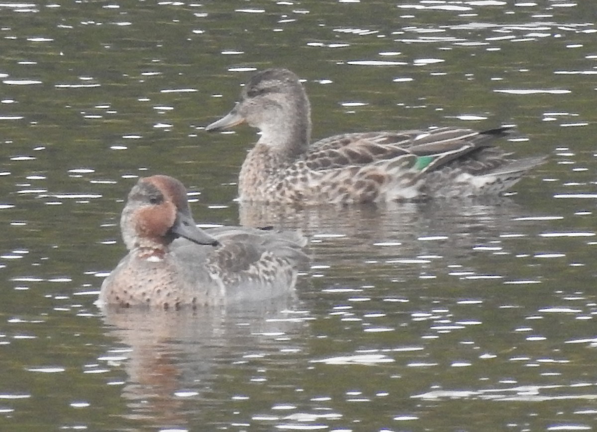 Green-winged Teal - ML642679809