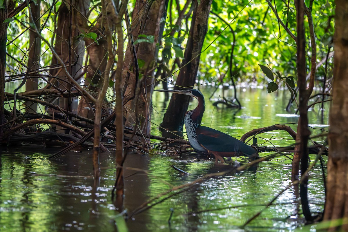 Agami Heron - ML642679810