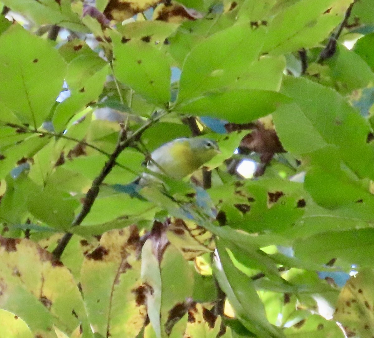 Northern Parula - ML642679811
