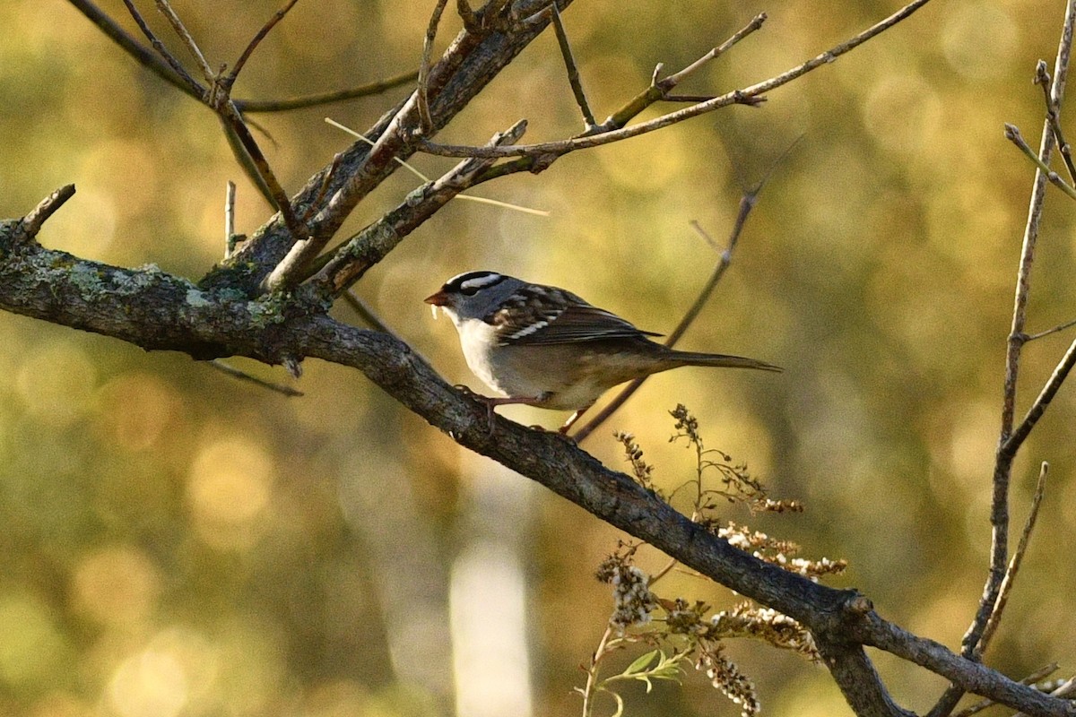 White-crowned Sparrow - ML642679812
