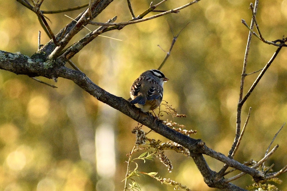White-crowned Sparrow - ML642679813