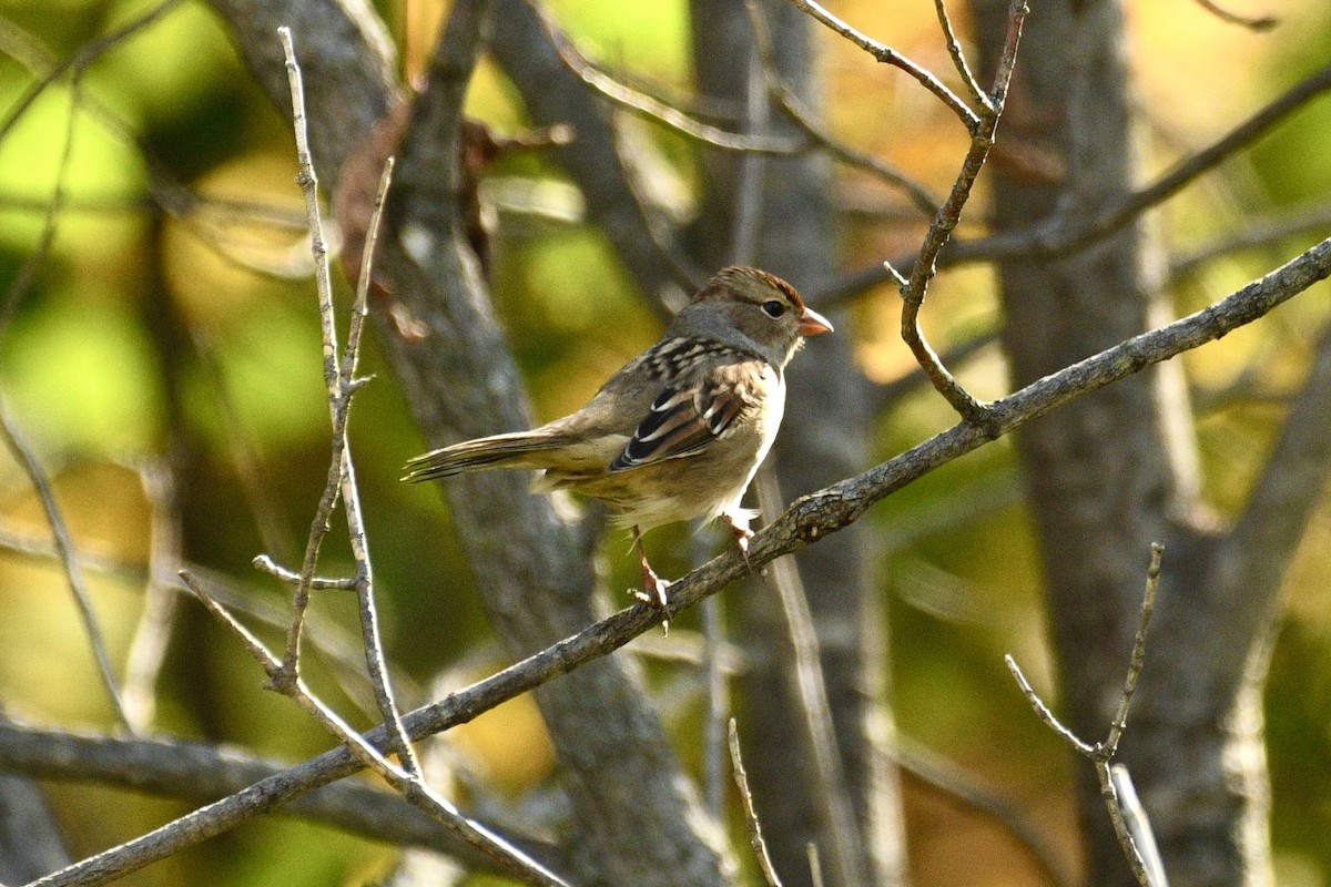 White-crowned Sparrow - ML642679814
