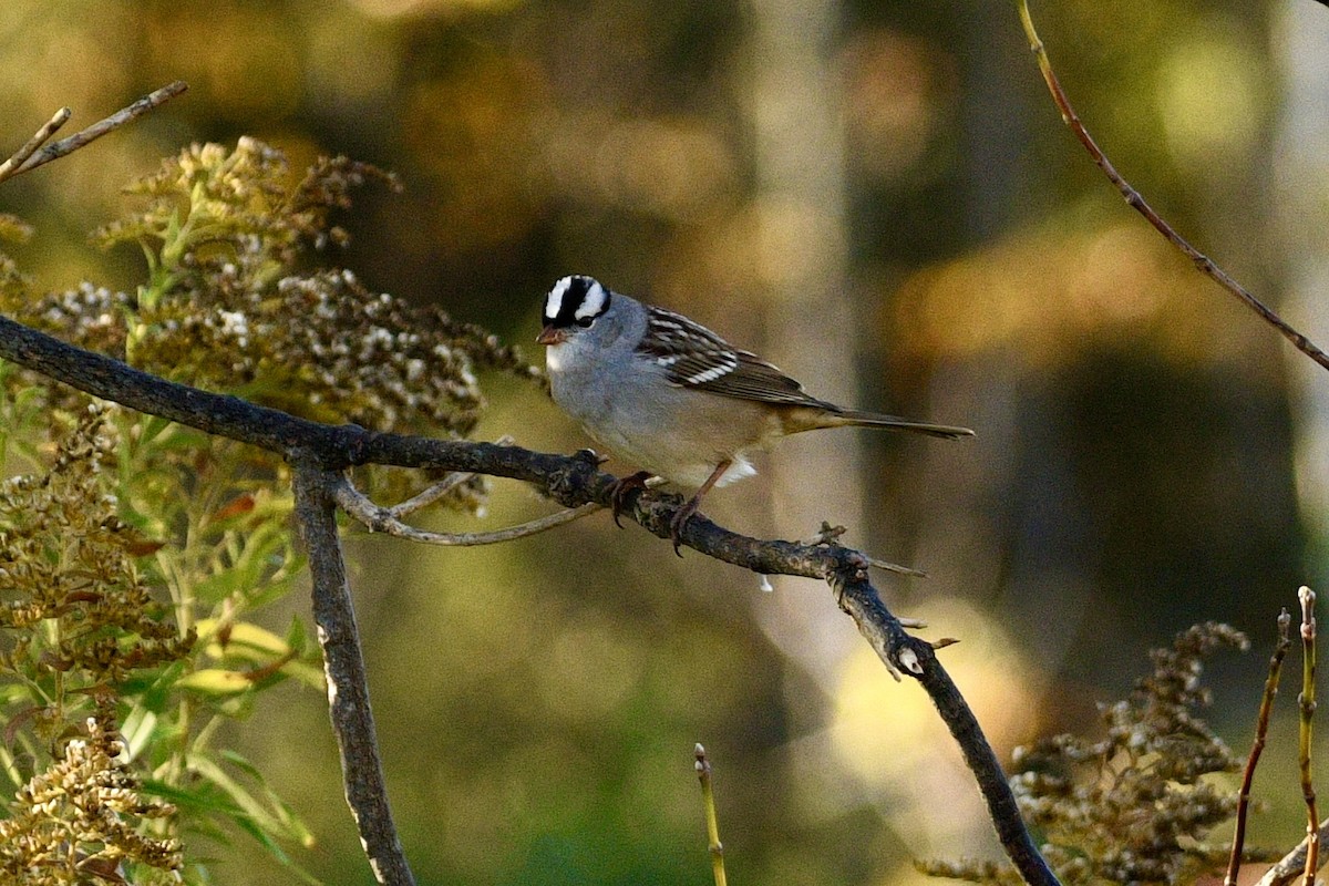 White-crowned Sparrow - ML642679815