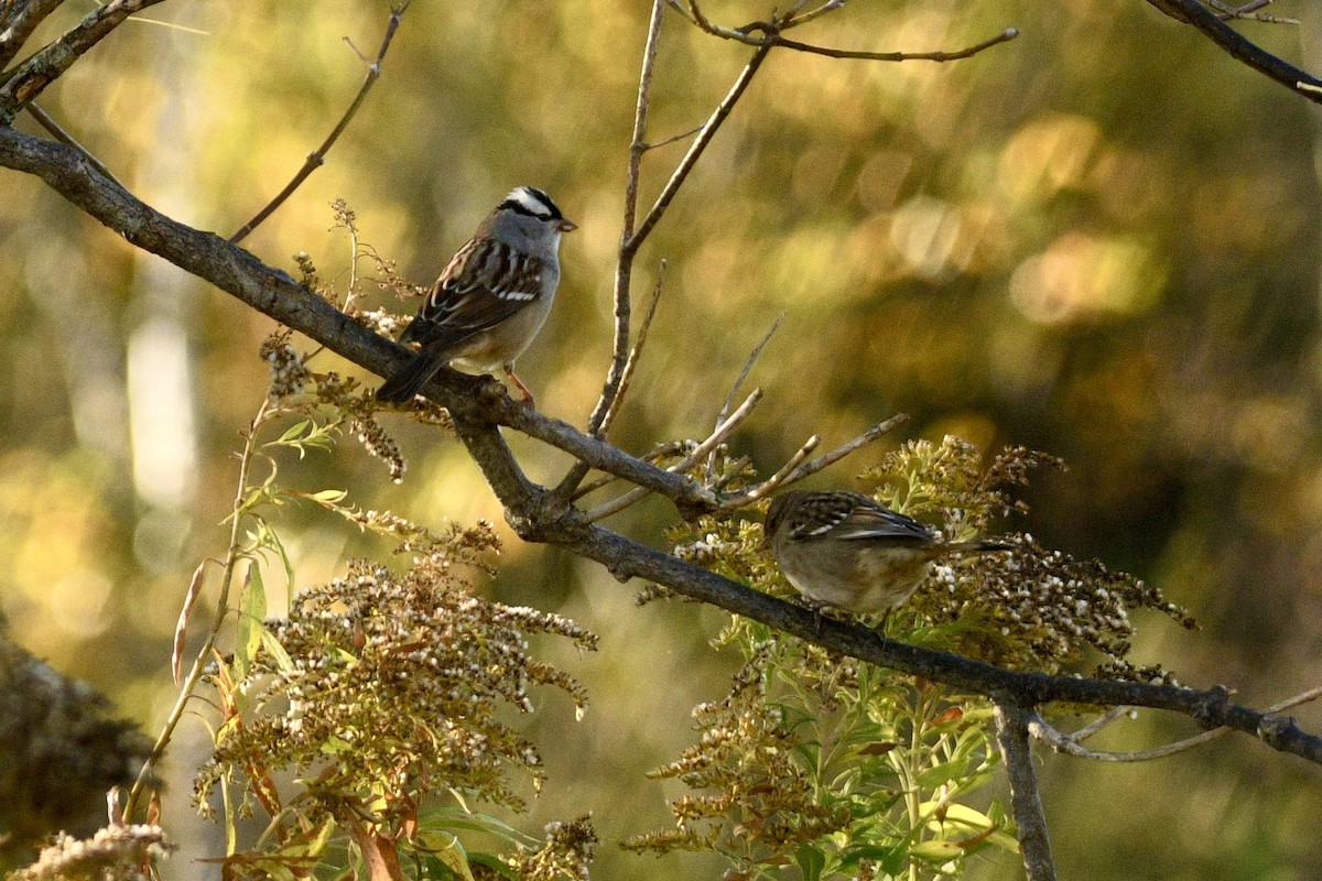 White-crowned Sparrow - ML642679816