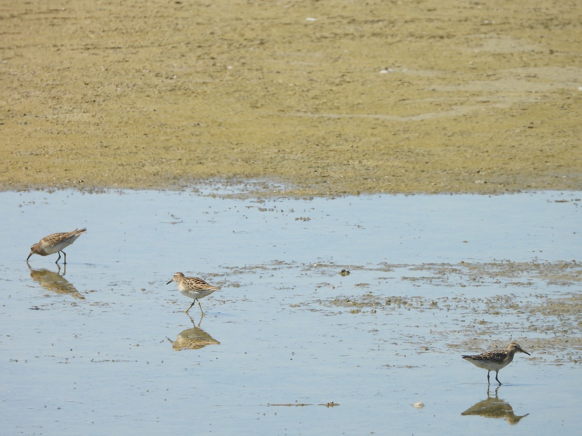 Pectoral Sandpiper - ML642679820