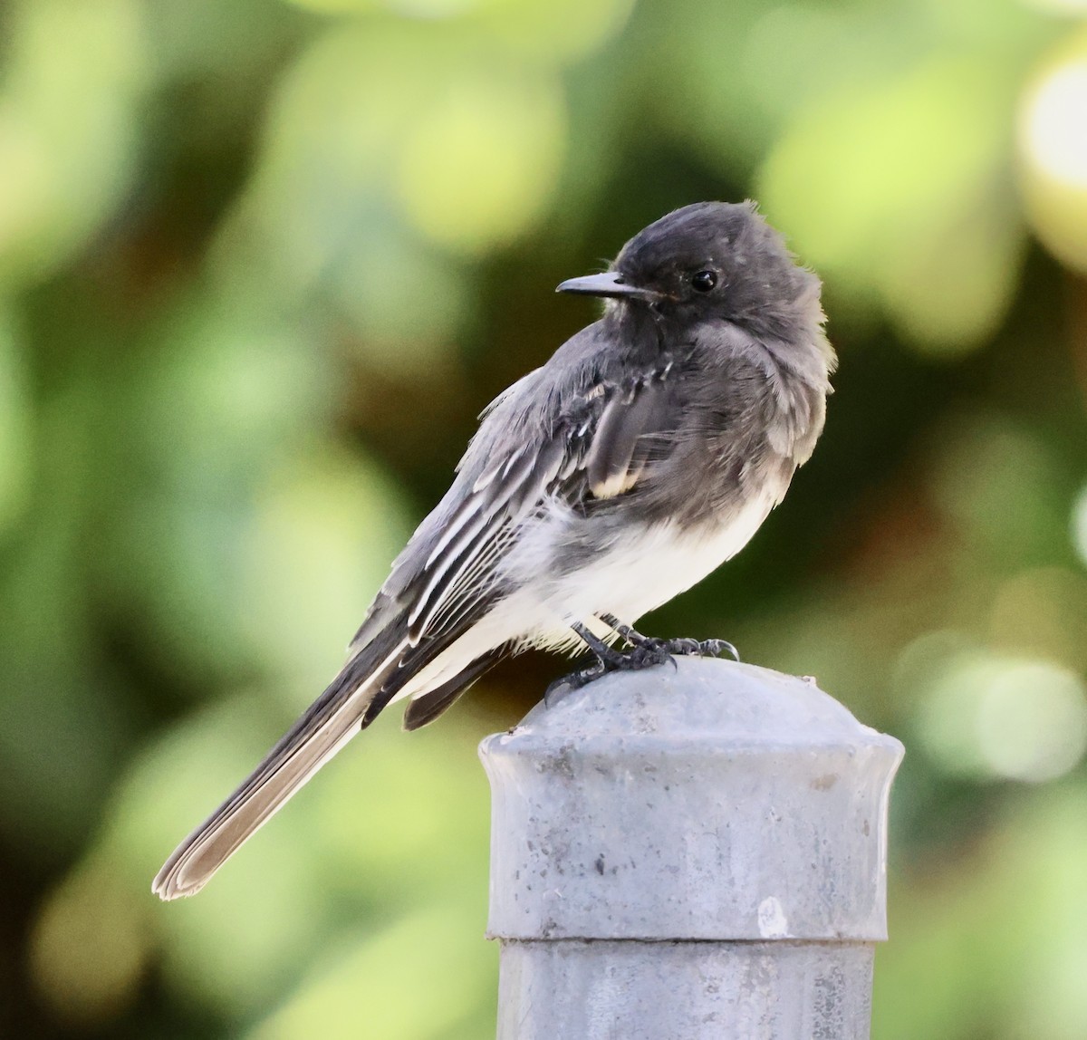Black Phoebe - ML642679821