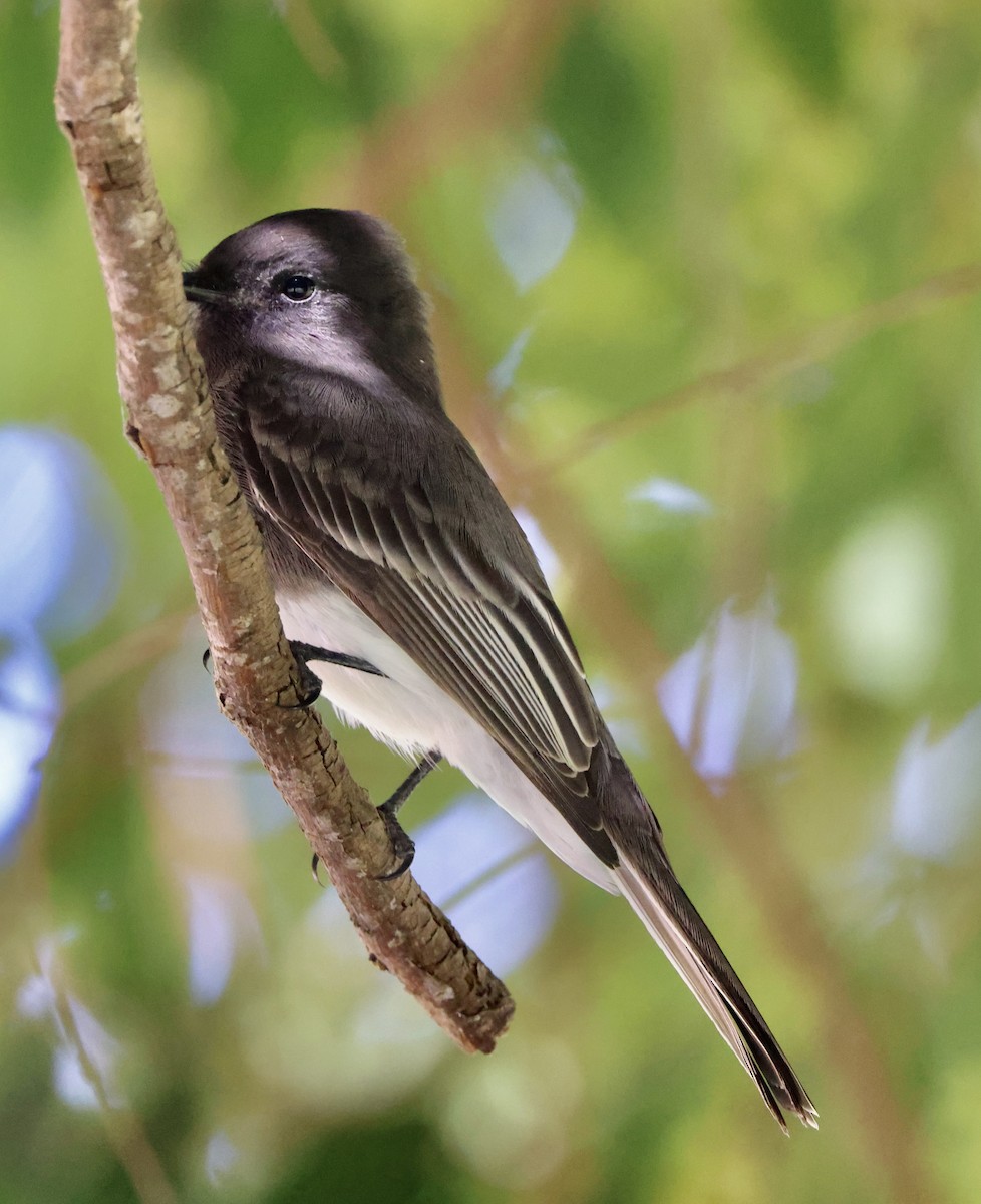 Black Phoebe - ML642679822