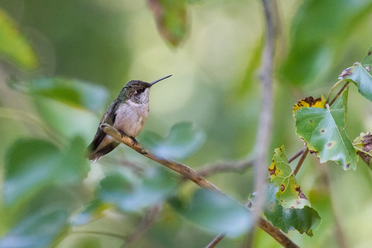 Ruby-throated Hummingbird - ML642679824