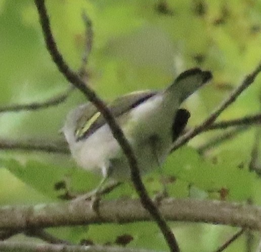 Chestnut-sided Warbler - ML642679825