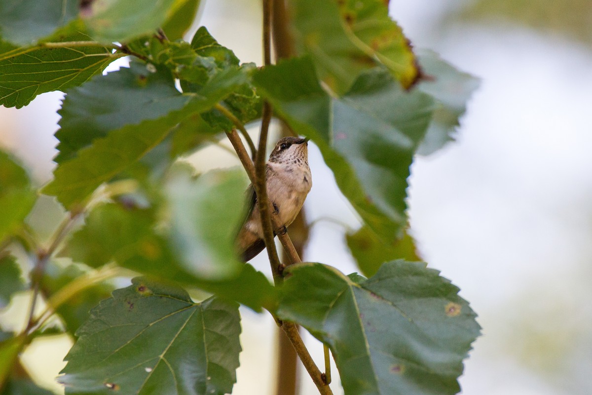 Ruby-throated Hummingbird - ML642679826
