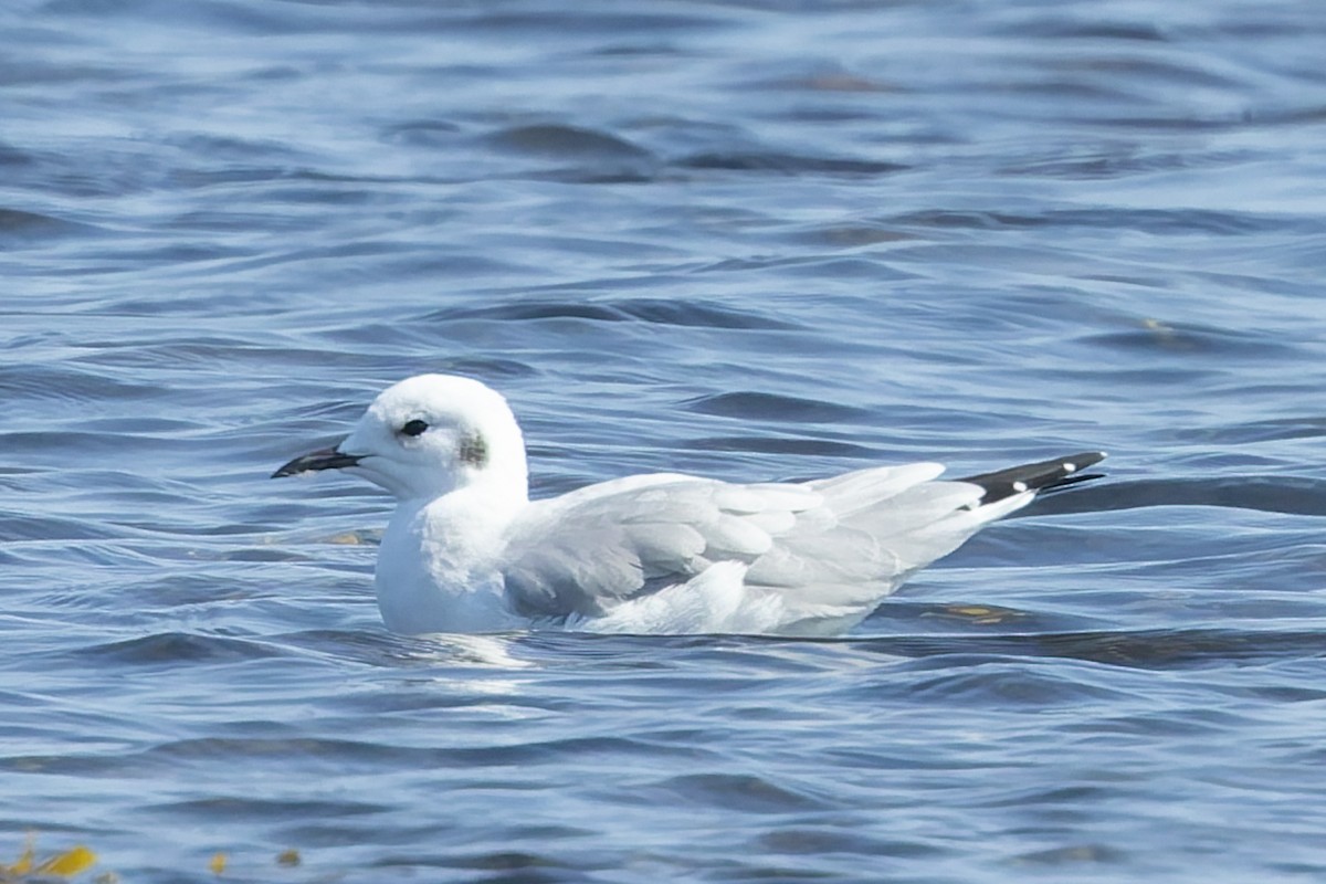 Bonaparte's Gull - ML642679829