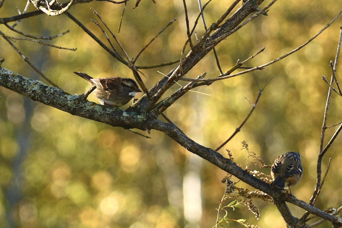 White-throated Sparrow - ML642679830