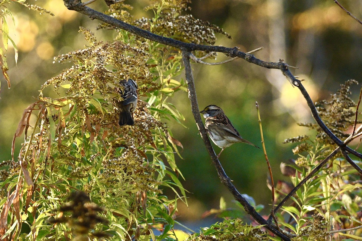 White-throated Sparrow - ML642679831