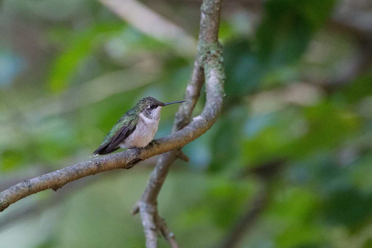 Ruby-throated Hummingbird - ML642679832