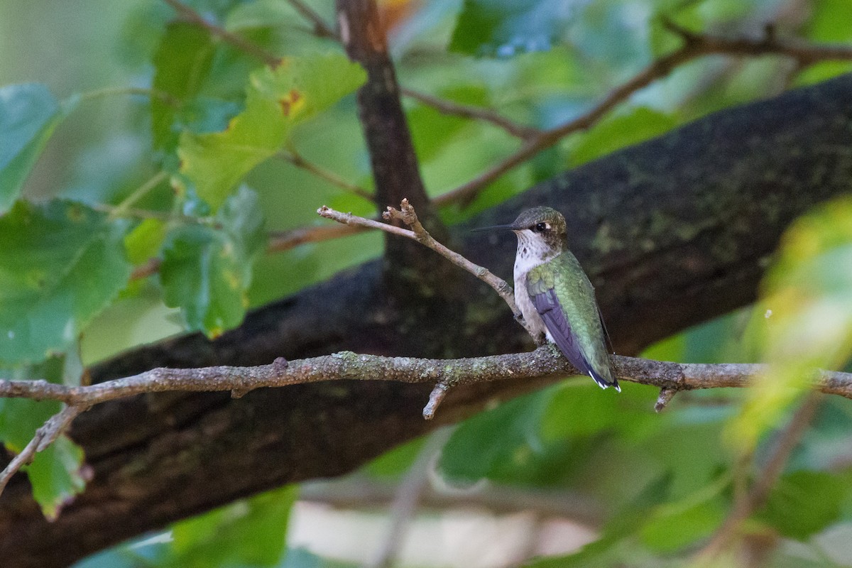 Ruby-throated Hummingbird - ML642679833