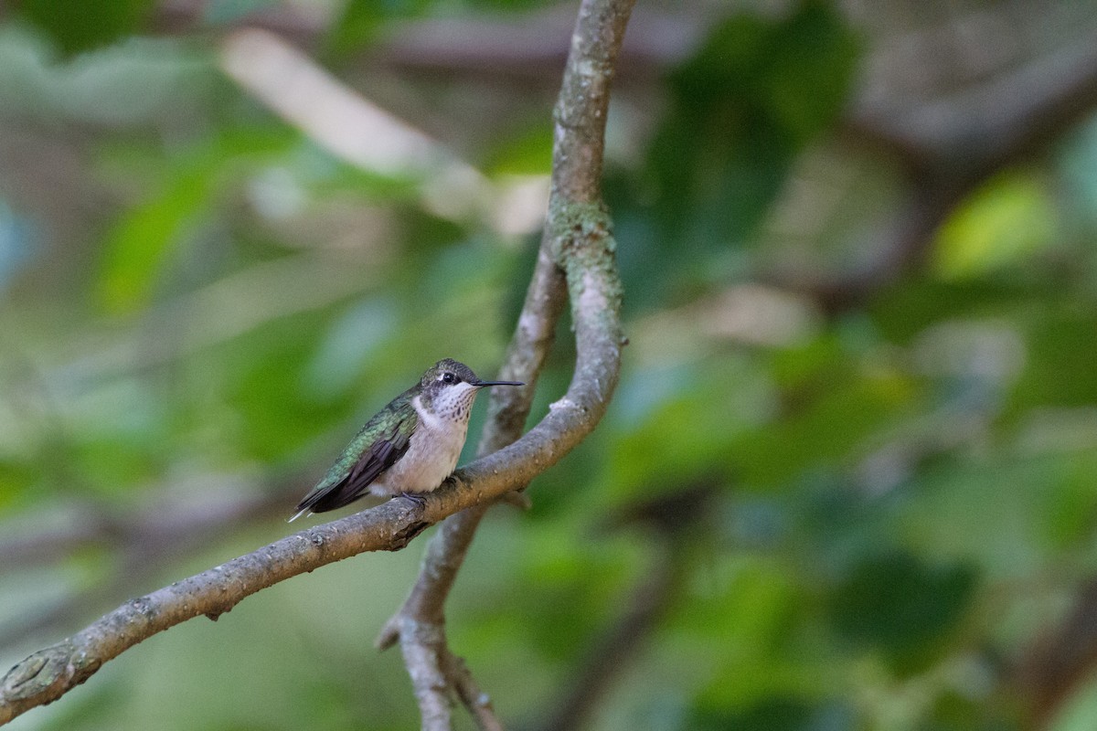 Ruby-throated Hummingbird - ML642679834