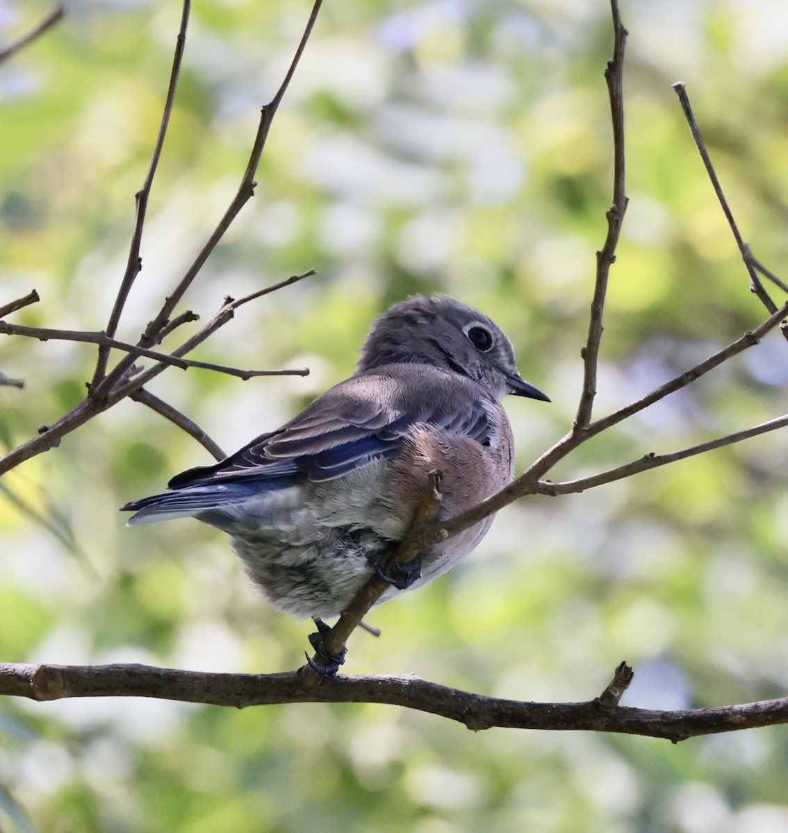 Western Bluebird - ML642679835