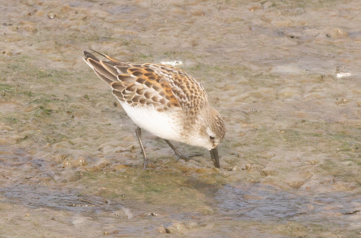 Western Sandpiper - ML642679837