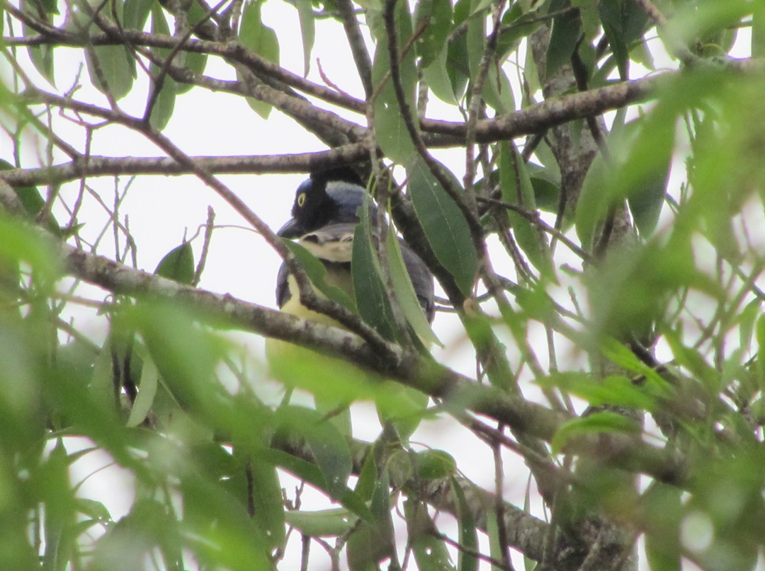 Plush-crested Jay - ML642679840