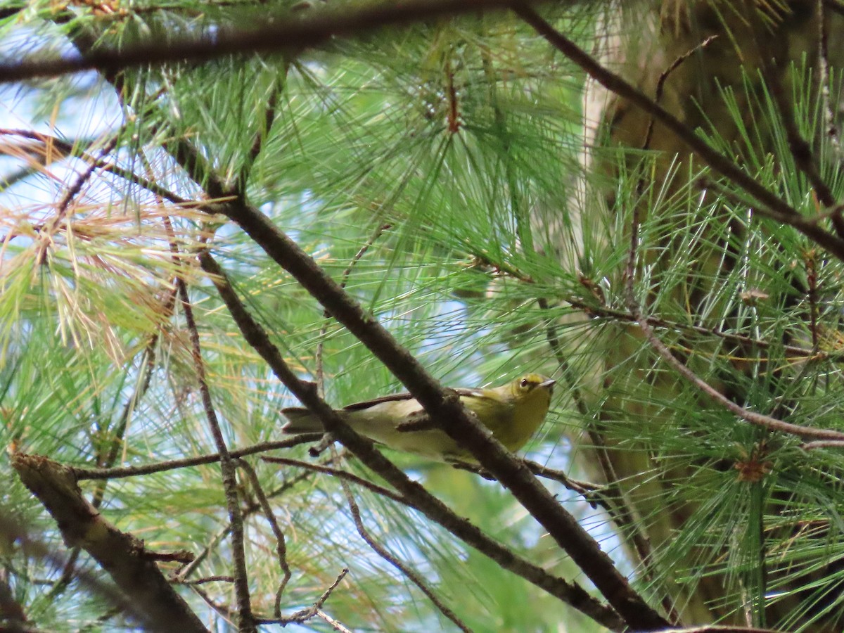 Pine Warbler - ML642679842