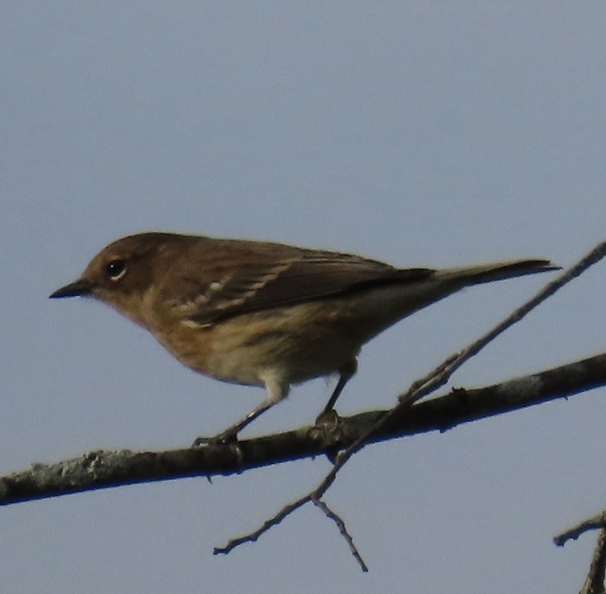 Yellow-rumped Warbler - ML642679847
