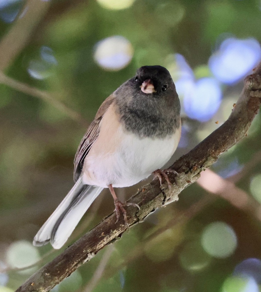 Dark-eyed Junco (Oregon) - ML642679851